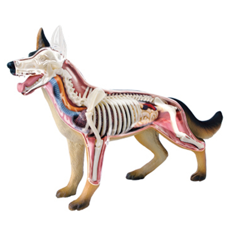 Model Anatomi Organ Hewan 4D M - Dog Toys ulasan dan harga